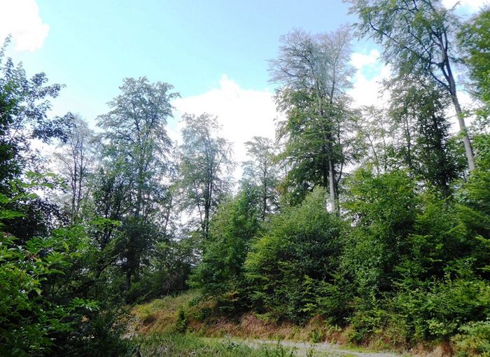 Absterbende Rotbuchen im Teutoburger Wald in Bielefeld